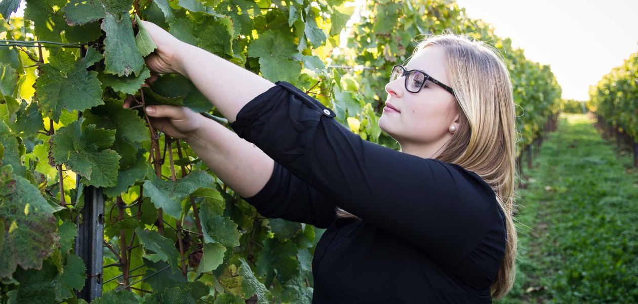 Weingut Sternenfelserhof_Jana Kopp, © Weingut Sternenfelserhof Weingut Sternenfelserhof_Jana Kopp, © Weingut Sternenfelserhof