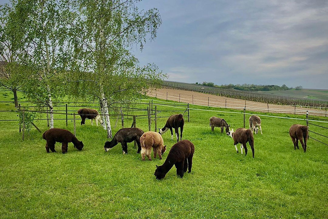 Selztal Lamas Selztal Lamas
