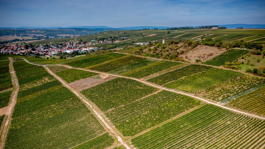 Elsheimer Blume Elsheimer Blume