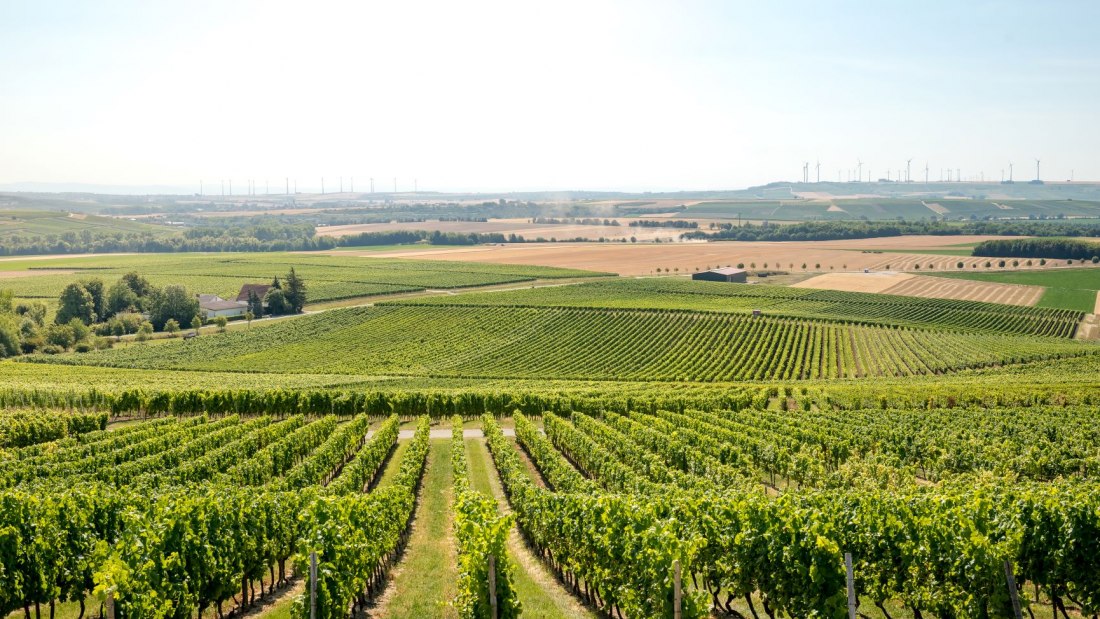 Weingut Schmitt_Weinreben, © Weingut Schmitt Weingut Schmitt_Weinreben, © Weingut Schmitt