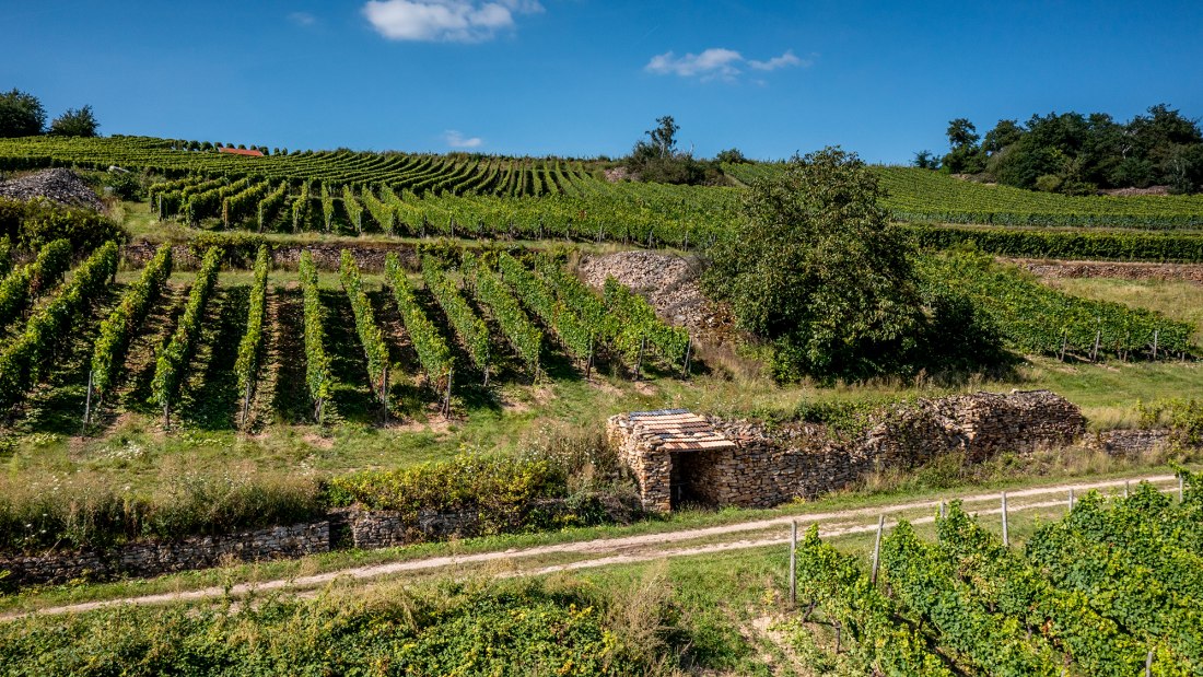 Siefersheimer Heerkretz Siefersheimer Heerkretz