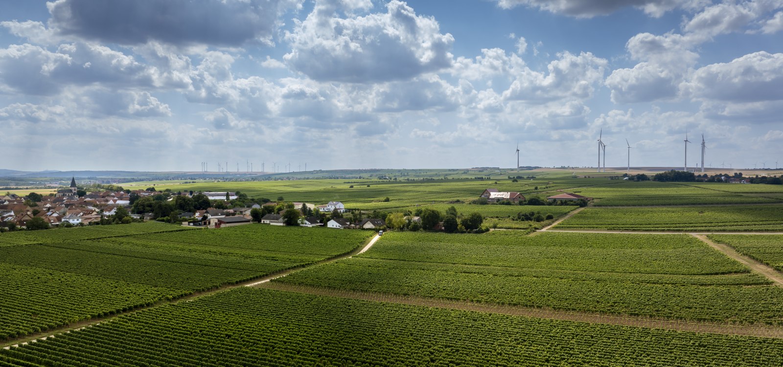 Gundheimer Hungerbiene, © Rheinhessenwein e.V., Torsten Silz Gundheimer Hungerbiene, © Rheinhessenwein e.V., Torsten Silz