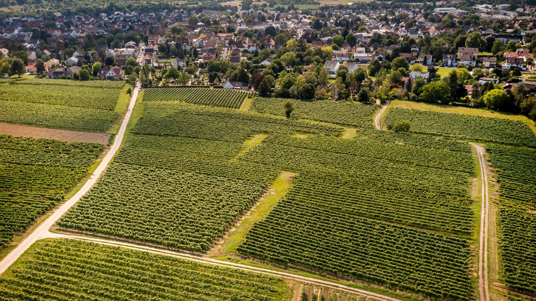 Ingelheimer Pares Ingelheimer Pares