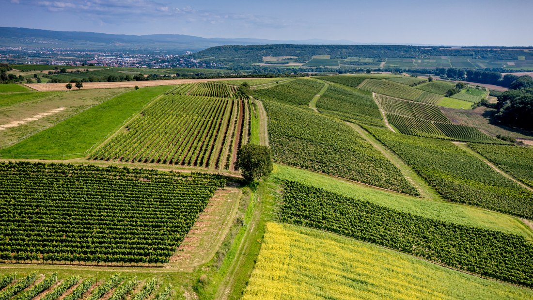 Gau-Algesheimer St. Laurenzi-Kapelle Gau-Algesheimer St. Laurenzi-Kapelle