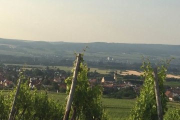 FamilienWeinGut Feser_Weinber, © FamilienWeinGut Feser FamilienWeinGut Feser_Weinber, © FamilienWeinGut Feser
