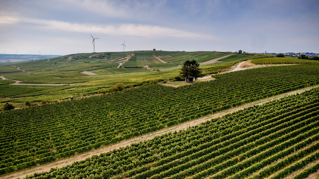 Selzener Osterberg Selzener Osterberg