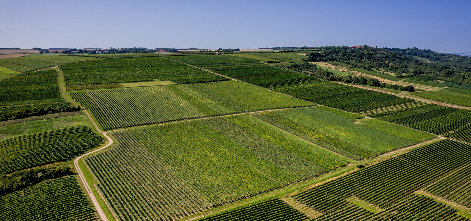 Gau-Algesheimer Johannisberg Gau-Algesheimer Johannisberg