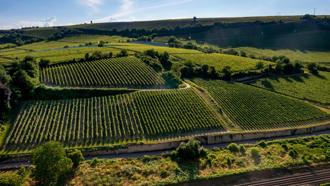 Niersteiner Zehnmorgen Niersteiner Zehnmorgen