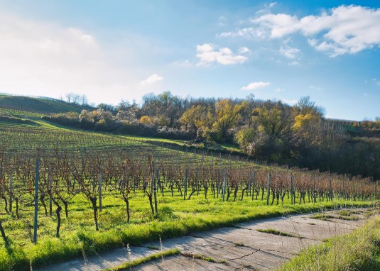Am Klauer © Rheinhessen Touristik GmbH Am Klauer © Rheinhessen Touristik GmbH