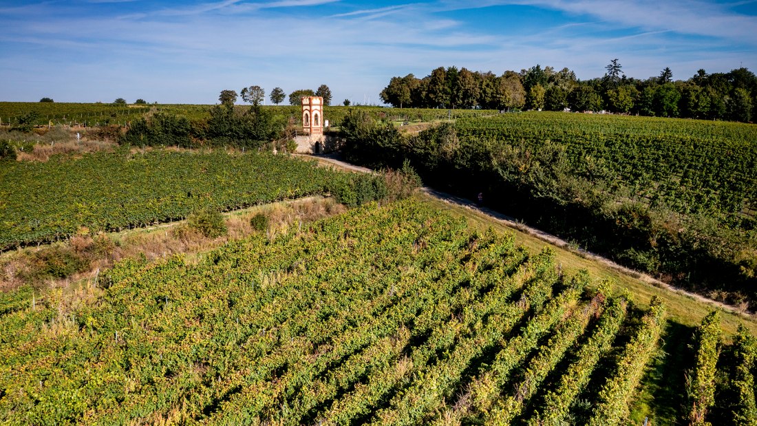 Osthofener Goldberg Osthofener Goldberg