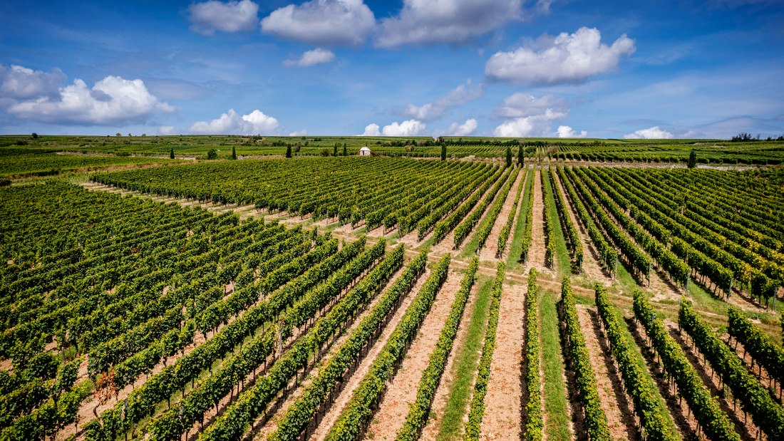 Westhofener Morstein Westhofener Morstein