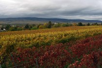 J. Neus_Reben, © Andreas Durst J. Neus_Reben, © Andreas Durst