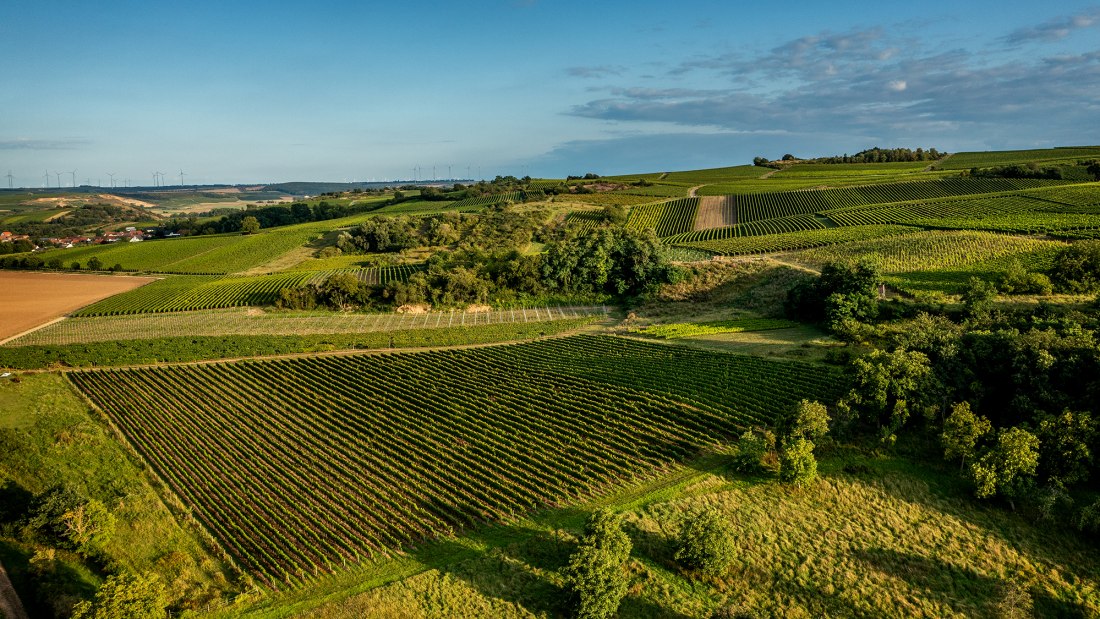 Siefersheimer Höllberg Siefersheimer Höllberg