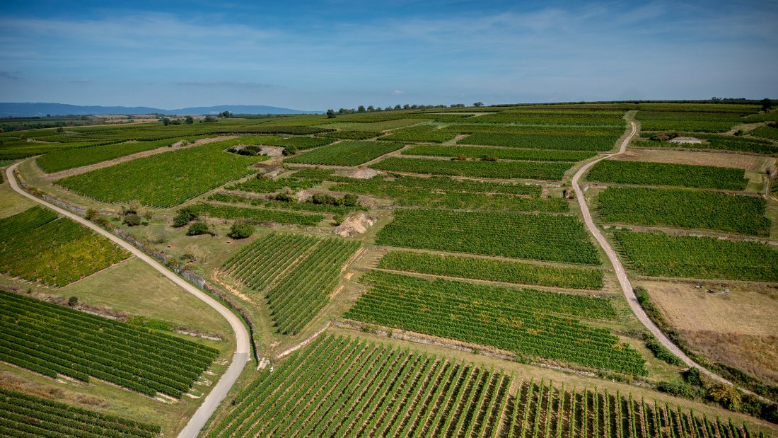 Groß-Winternheimer Bockstein Groß-Winternheimer Bockstein