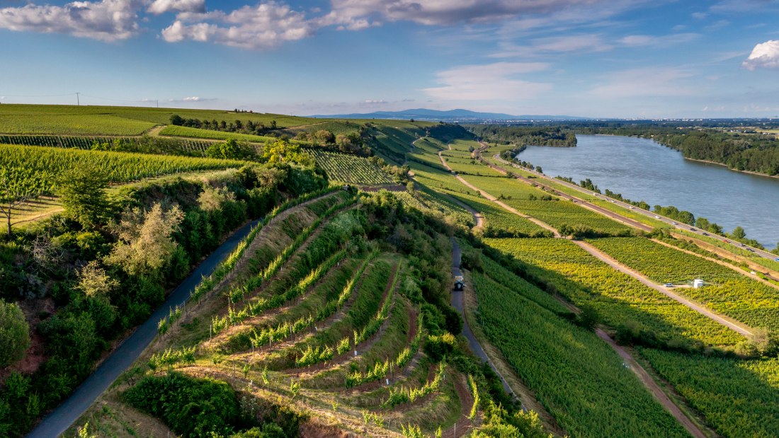 Niersteiner Hipping Niersteiner Hipping