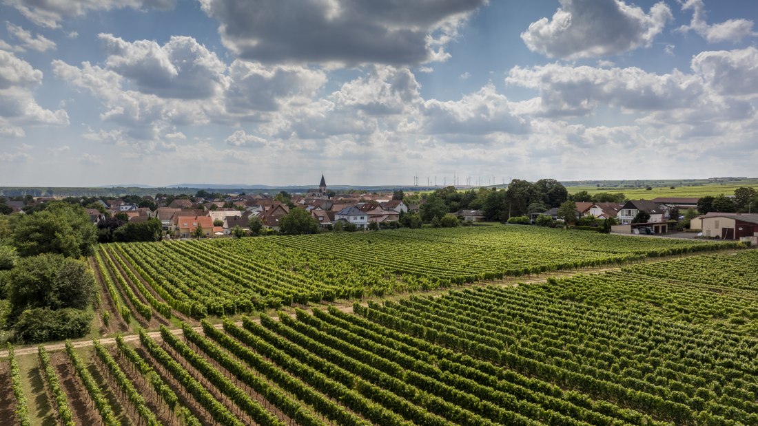 Gundheimer Hungerbiene, © Rheinhessenwein e.V., Torsten Silz Gundheimer Hungerbiene, © Rheinhessenwein e.V., Torsten Silz