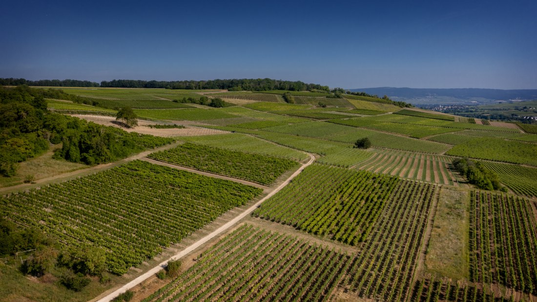 Bubenheimer Honigberg Bubenheimer Honigberg