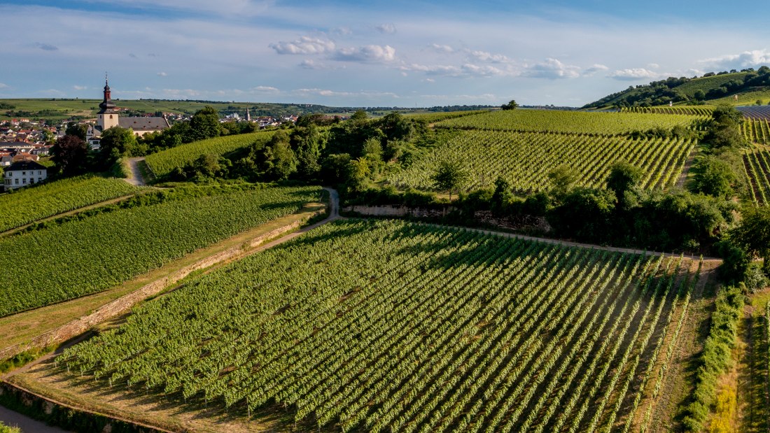 Niersteiner Zehnmorgen Niersteiner Zehnmorgen
