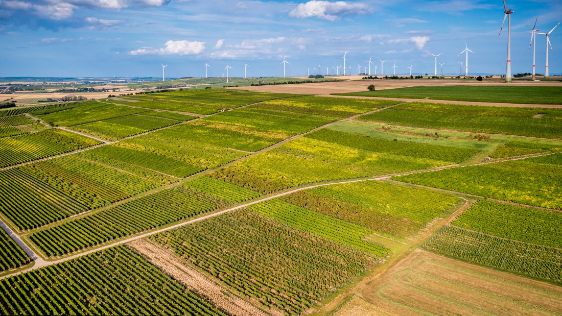 Dautenheimer Himmelacker Dautenheimer Himmelacker