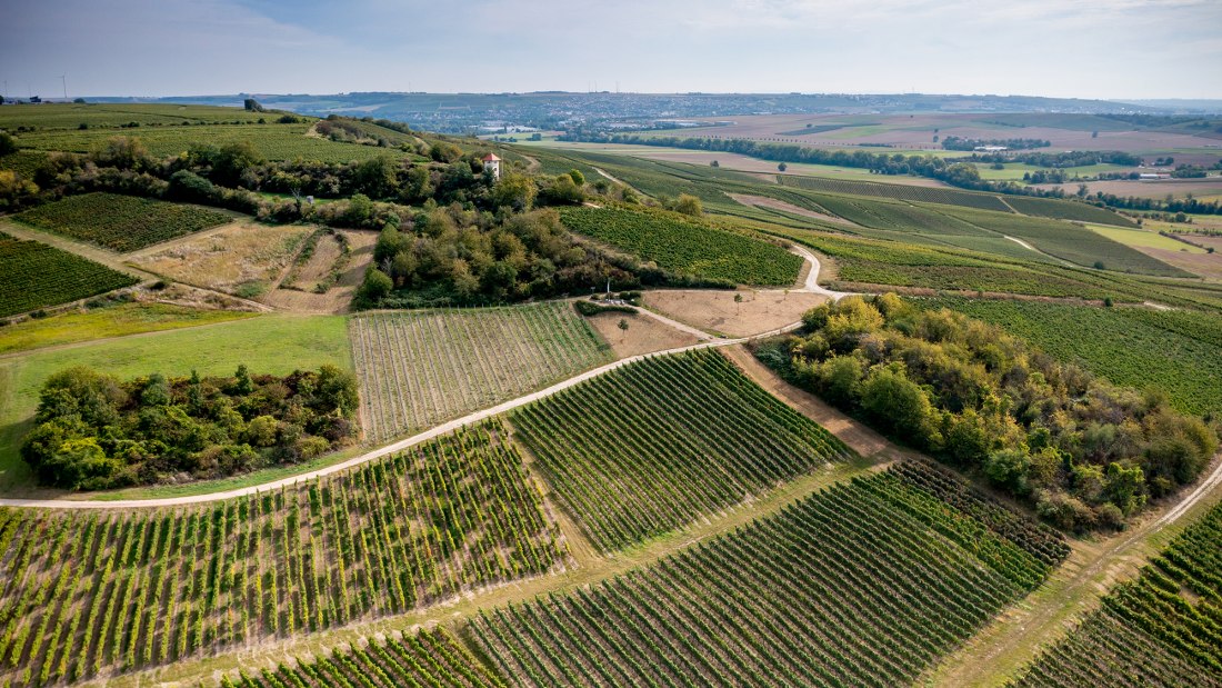 Elsheimer Blume Elsheimer Blume