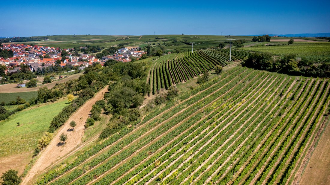 Dalheimer Kranzberg Dalheimer Kranzberg