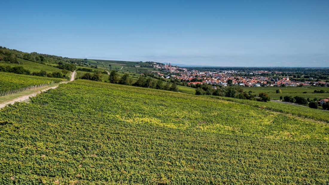 Dienheimer Falkenberg Dienheimer Falkenberg