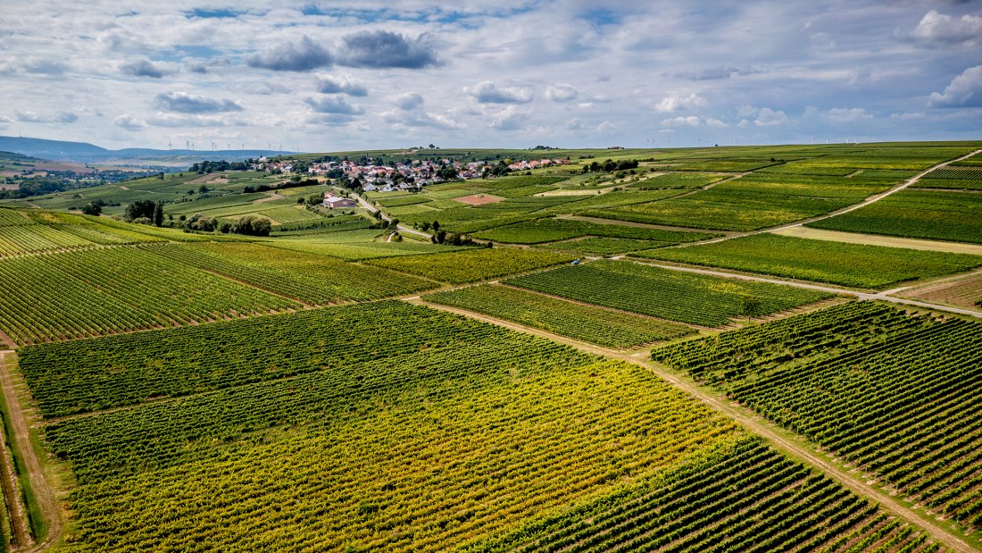 Nieder-Flörsheimer Frauenberg Nieder-Flörsheimer Frauenberg