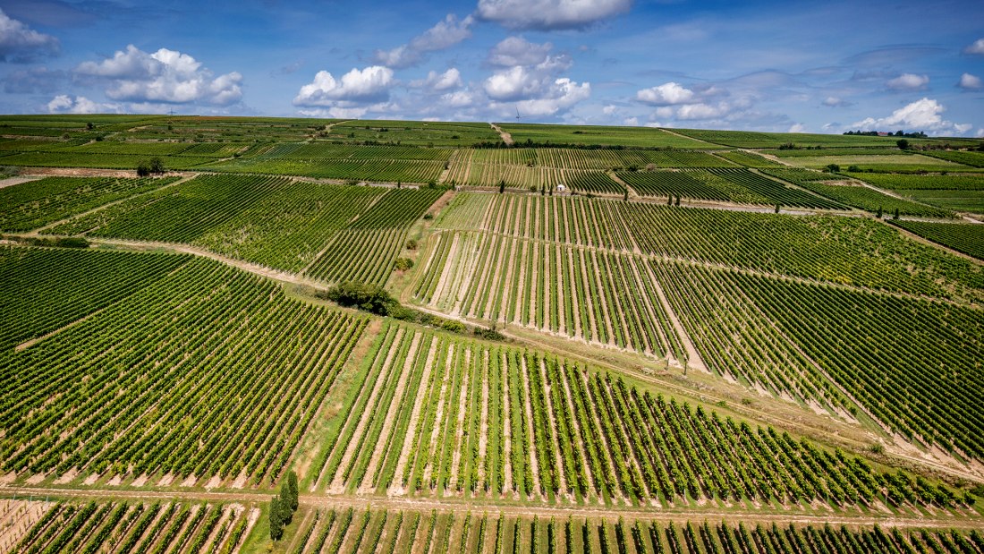 Westhofener Morstein Westhofener Morstein