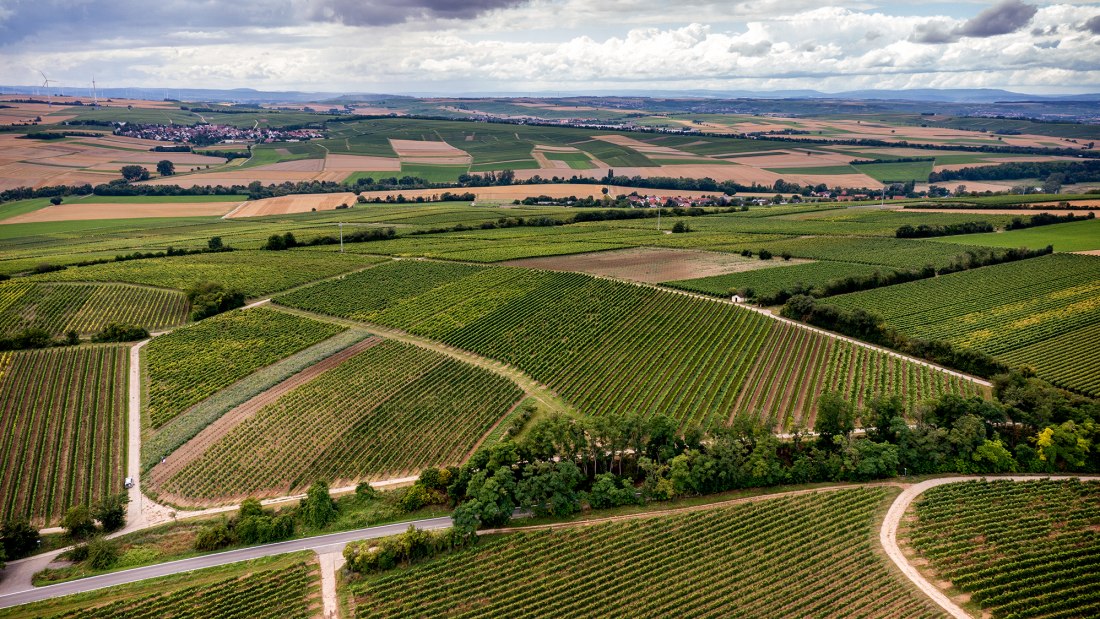 Zornheimer Vogelsang Zornheimer Vogelsang
