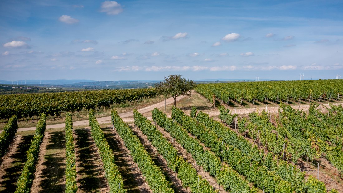 Alzeyer Rotenfels Alzeyer Rotenfels