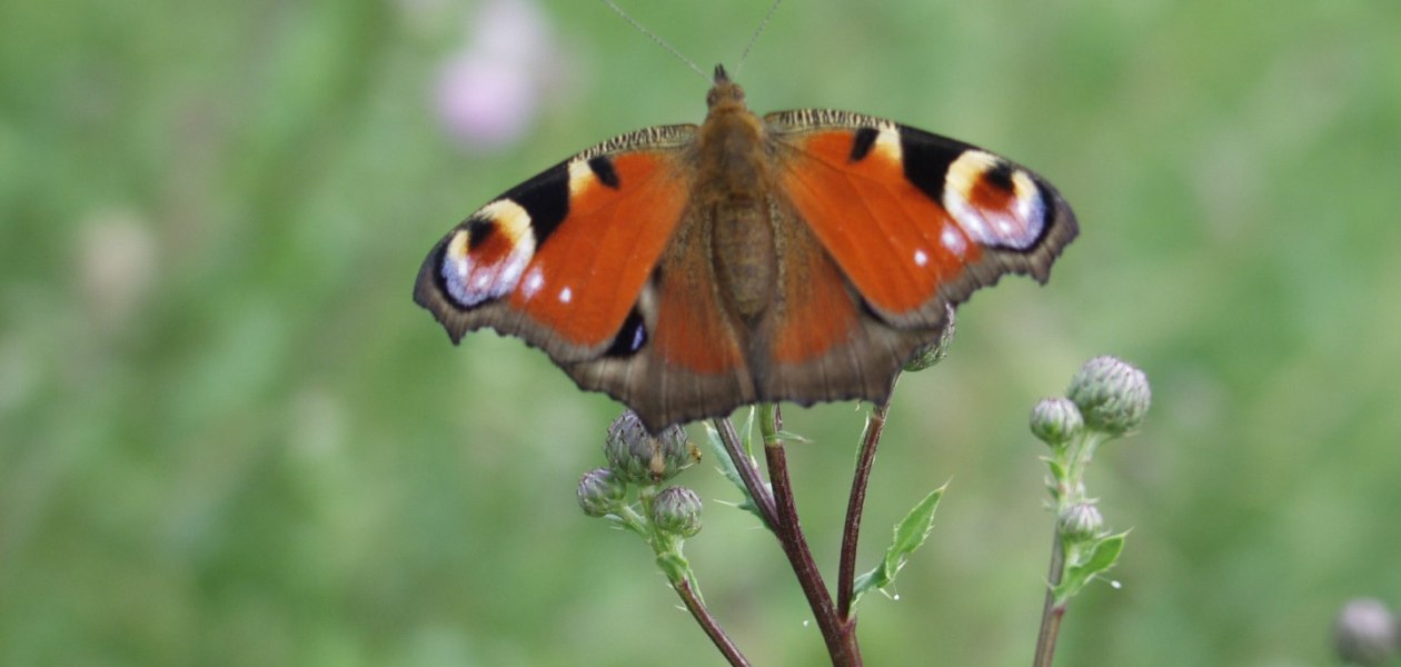 Weingut Br&uuml;hler Hof_Schmetterling, &copy; Weingut Br&uuml;hler Hof