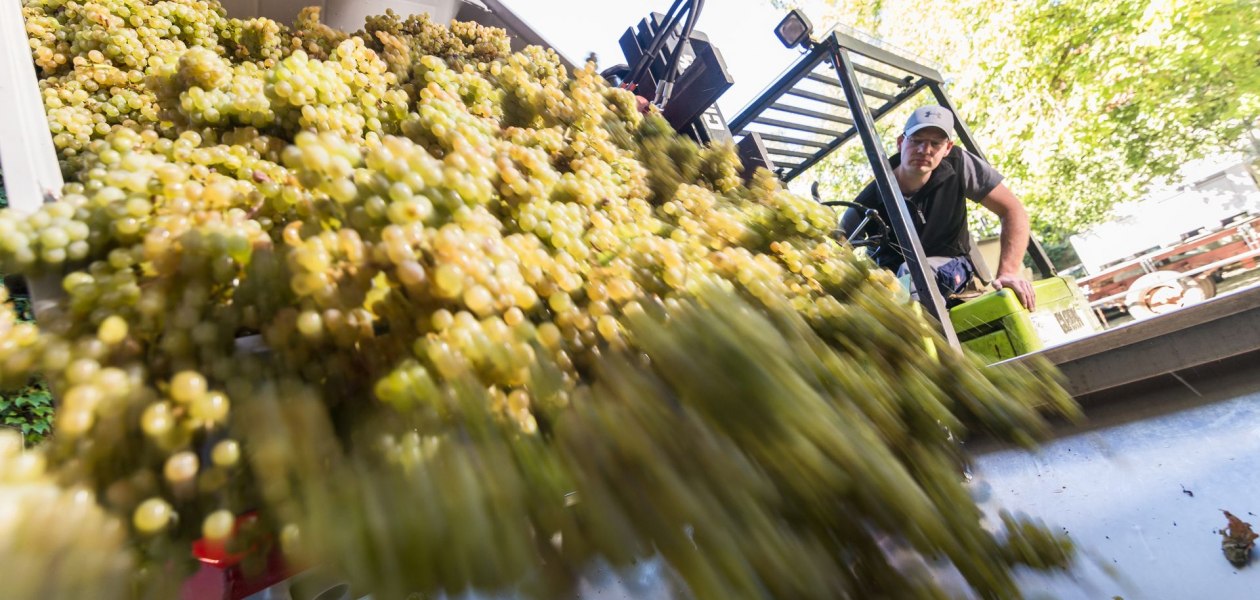 Weingut Helmut Geil_Traubenverarbeitung, &copy; Weingut Helmut Geil