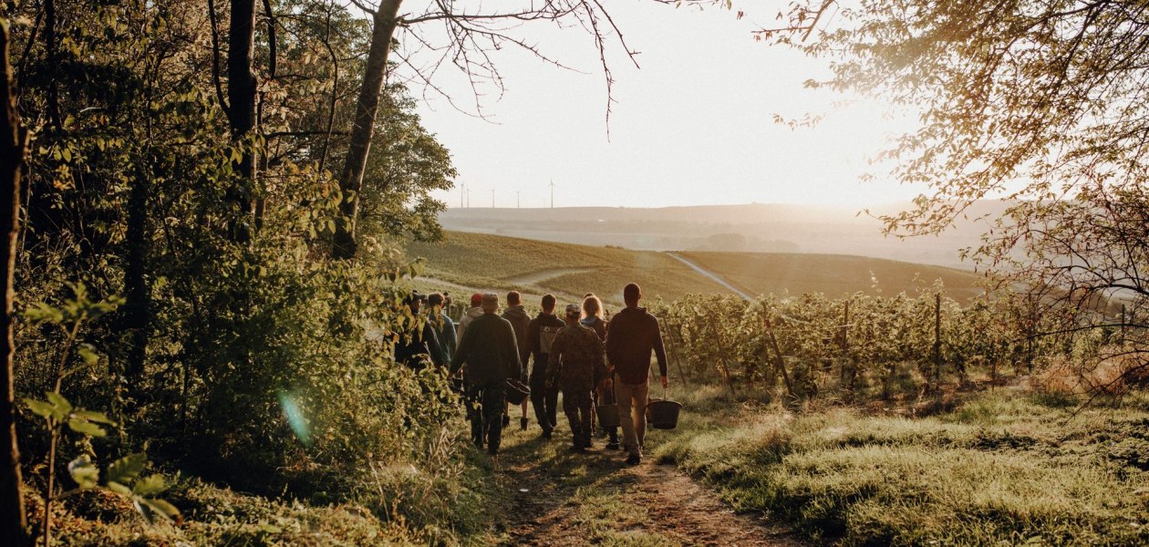 Weingut Braunewell_Weinlese, &copy; Ines Barwig