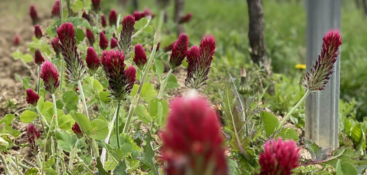 Weingut Breitenbach Fr&uuml;hjahr, &copy; Weingut Breitenbach