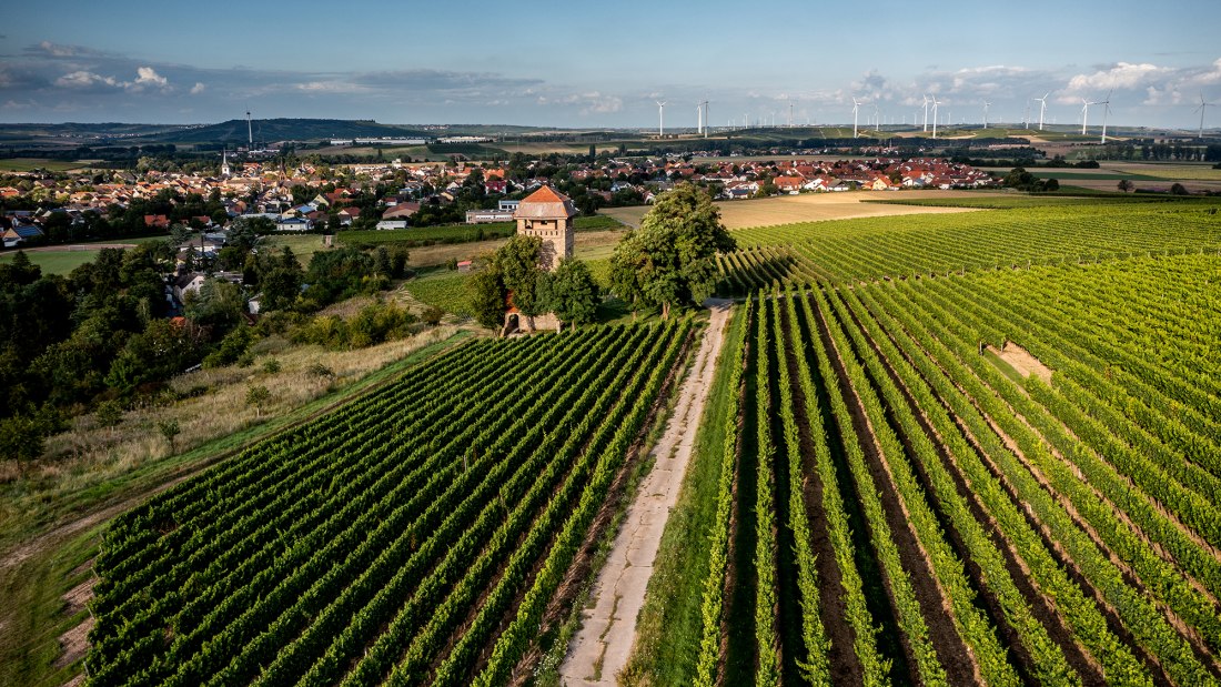 W&ouml;llsteiner &Ouml;lberg