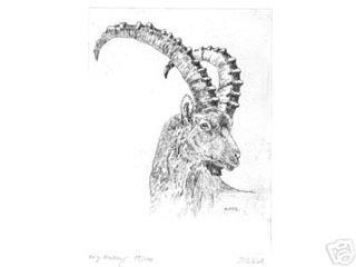 Zum Steinbock