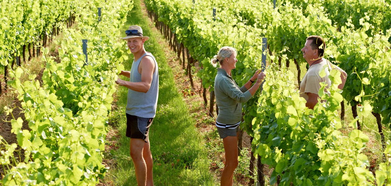 Weingut Hofmann_Weinreben, &copy; Weingut Hofmann