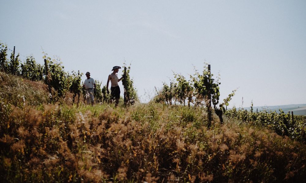 Weingut Braunewell_Weinberg, &copy; Ines Barwig