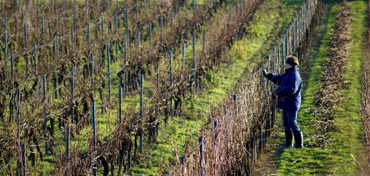 Weingut Kissel_Weinreben, &copy; Weingut Kissel