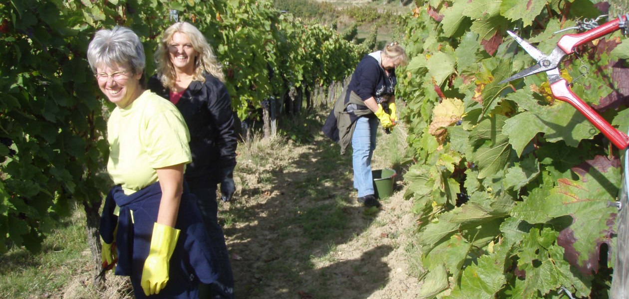 Weingut Wagner_Weinlese, &copy; Weingut Wagner