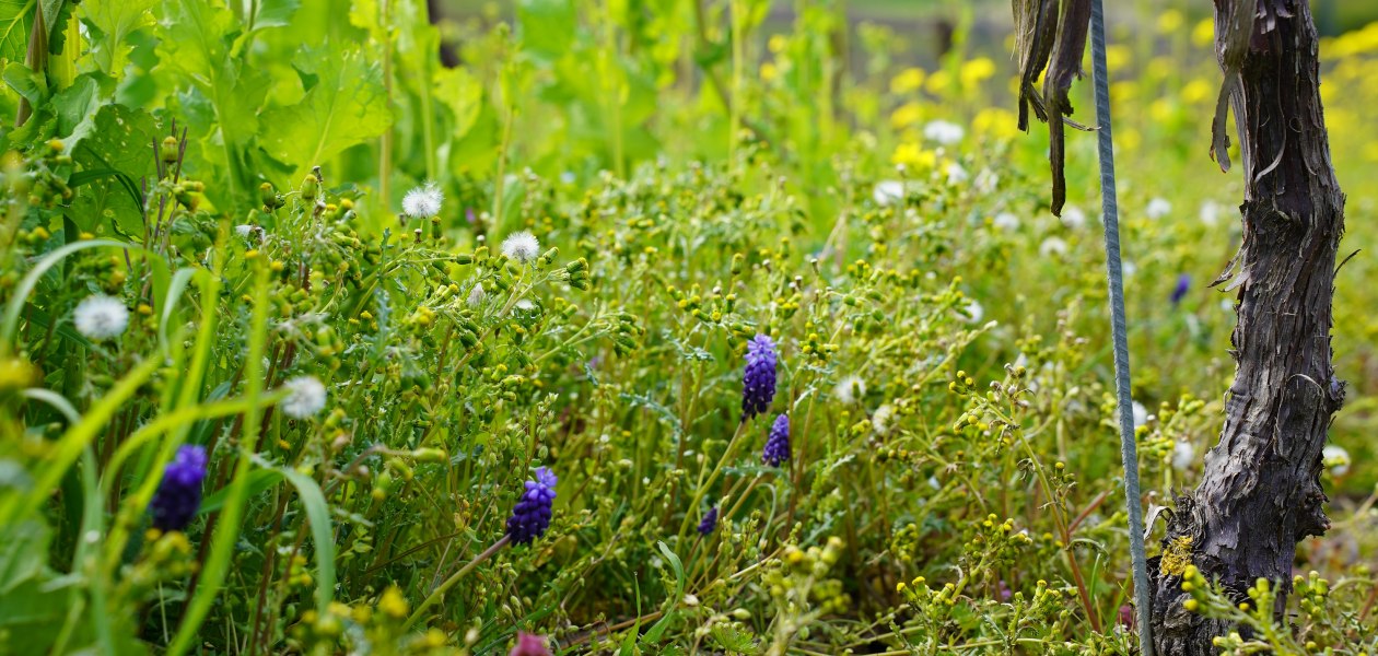 DSC03825, &copy; Weingut Doll & G&ouml;th