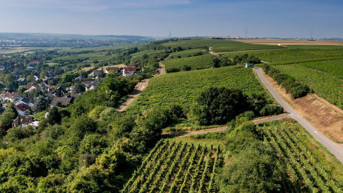 Laubenheimer Johannisberg