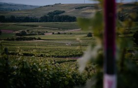 Weingut Finkenauer 03 © Weingut Finkenauer