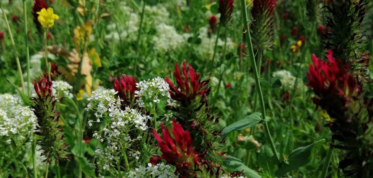 Weingut Kronenhof_Begruenung, &copy; Weingut Kronenhof