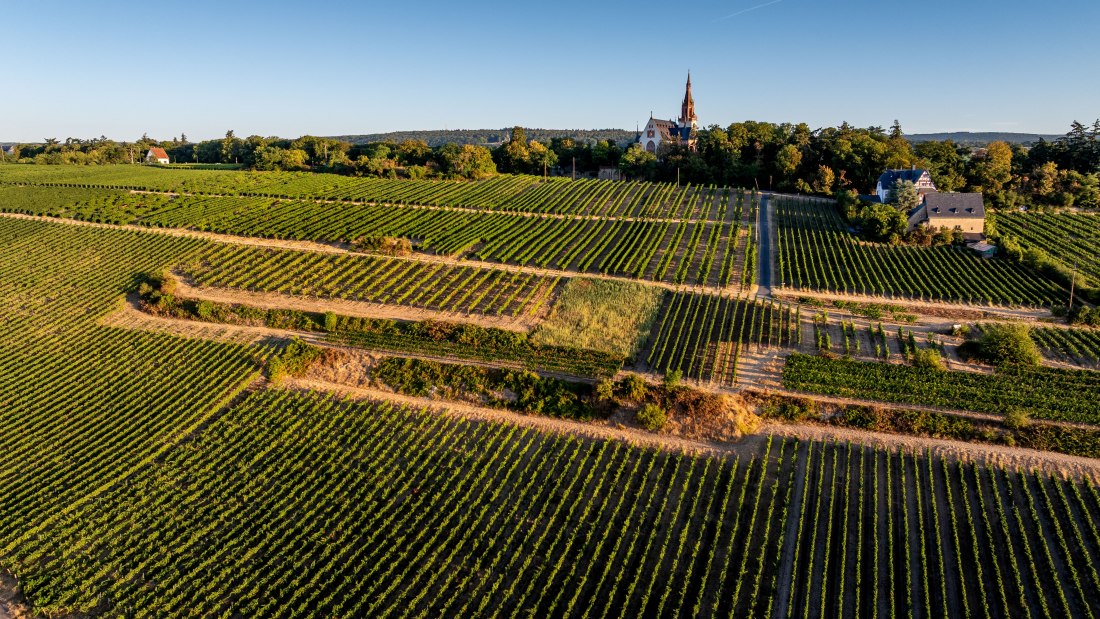 Bingen Schlo&szlig;berg-Schwätzerchen - 13, &copy; Torsten Silz