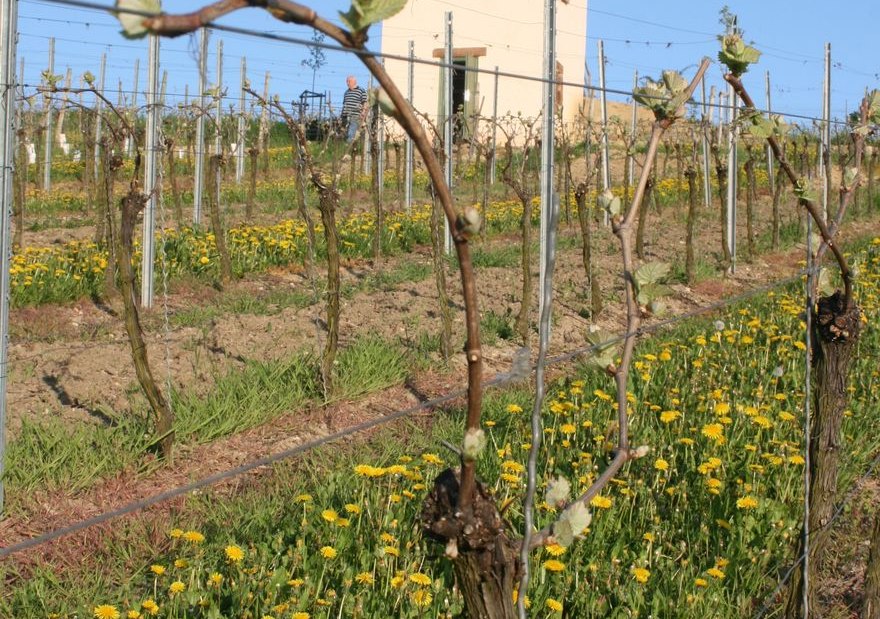 Familienweingut Dechent_Turm_Fruehling