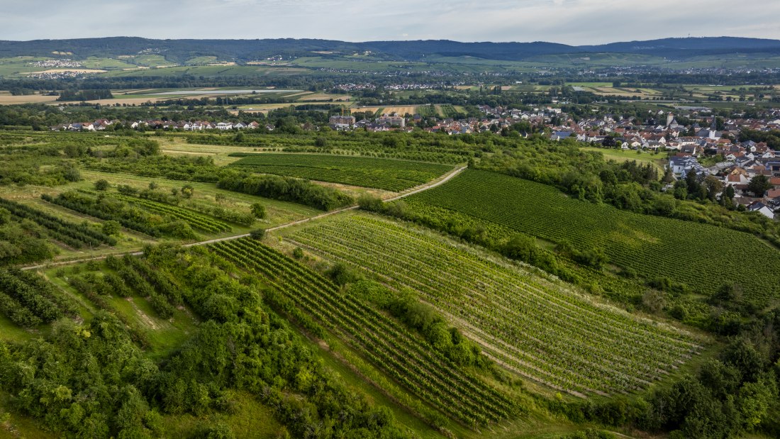 Heidesheimer Gei&szlig;berg, &copy; Torsten Silz