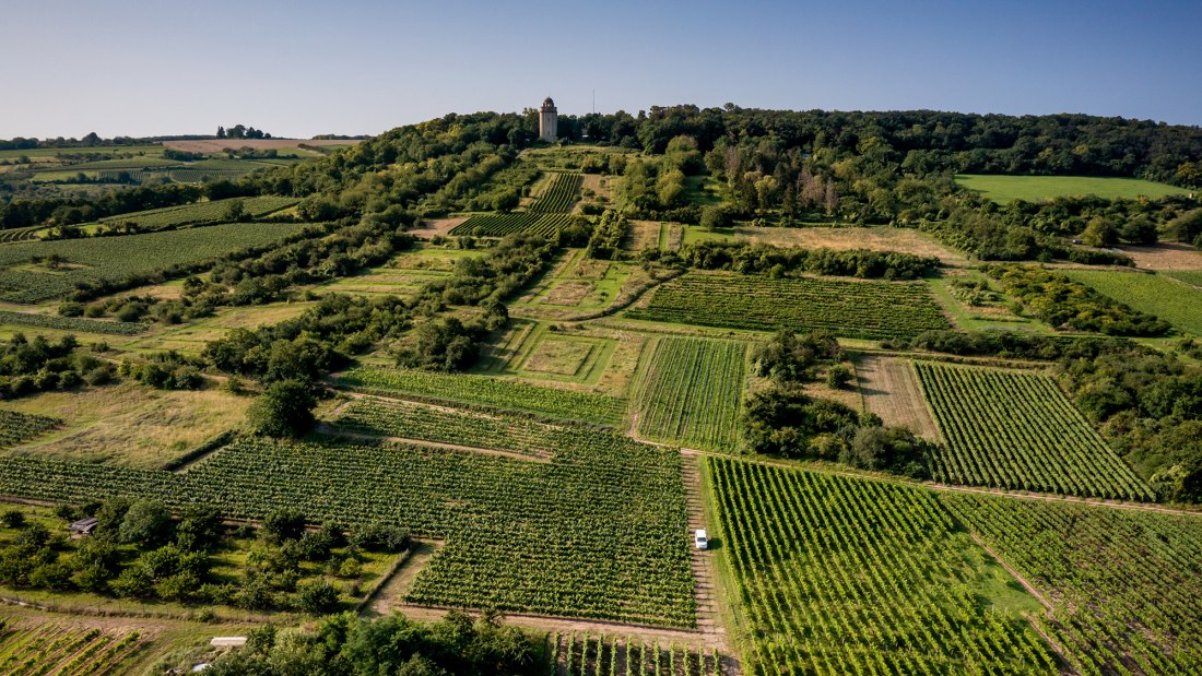 Gau-Algesheimer Steinert