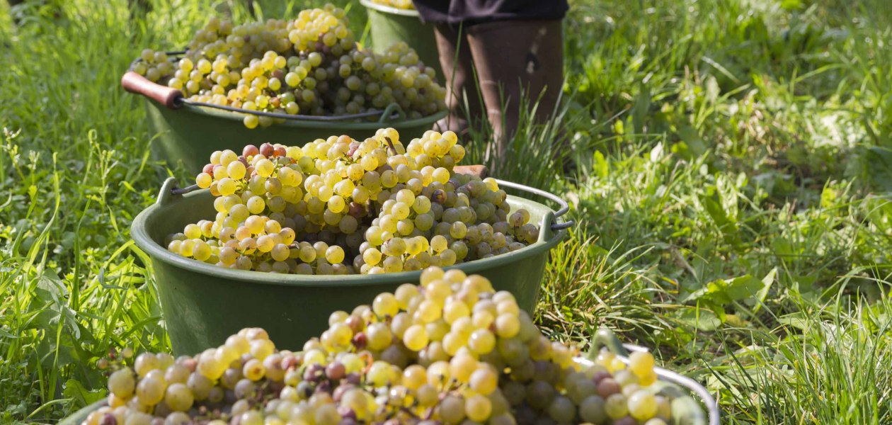 Weingut Freitag_Weinlese, &copy; Weingut Freitag