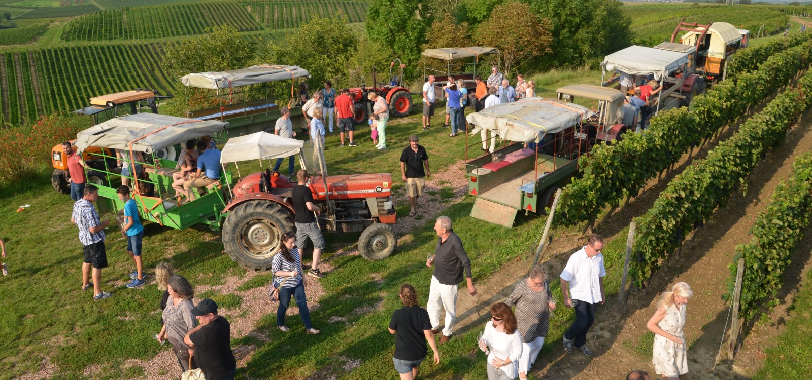 Weinbergsrundfahrt, &copy; Weingut Hoos